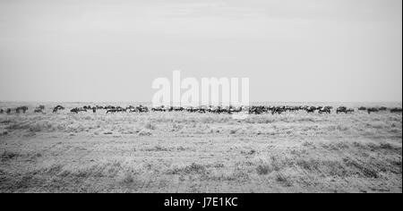Gnus in der Migration auf die Ebenen der Serengeti im Norden von Tansania Stockfoto