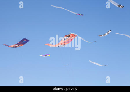 Festival der Winde, Bondi Beach, Sydney. Drachenfliegen Festival. Stockfoto