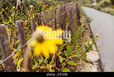 Dahlberg Gänseblümchen auf der Wiese. Stockfoto