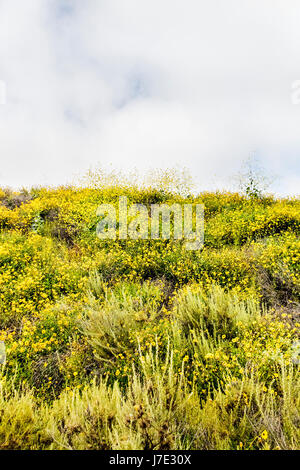 Dahlberg Gänseblümchen auf der Wiese. Stockfoto