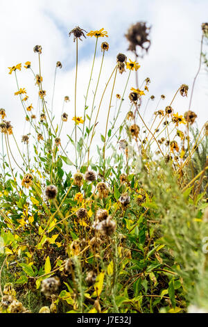 Dahlberg Gänseblümchen auf der Wiese. Stockfoto