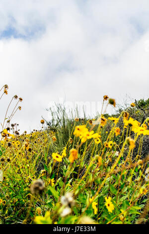 Dahlberg Gänseblümchen auf der Wiese. Stockfoto