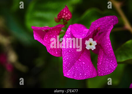 Lila Blüte mit Regen Tropfen drauf, extreme Makro Stockfoto