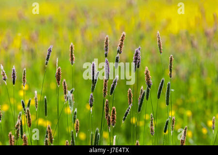 Wiese Fuchsschwanzgras, Alopecurus pratensis, blühend in einer bunten Wiese mehrjährige Gräser Stockfoto