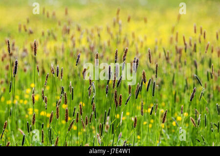 Wiese Fuchsschwanz Gras Alopecurus pratensis blühend Bunte Wiese Europäisches Grasfeld Mai lange Graswiese Frühlingsgrasland blühender Alopecurus Stockfoto