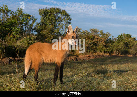 Ein Mähnenwolf aus zentral-Brasilien Stockfoto
