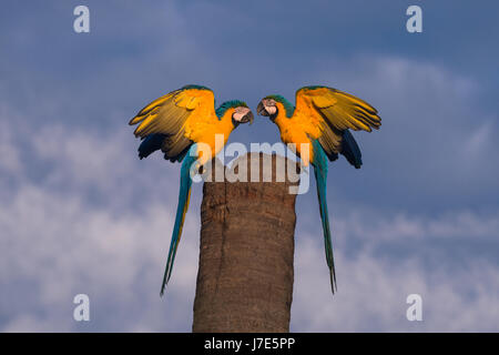 Ein paar von blau und gelb Aras auf ihrem Nest-Baum Stockfoto