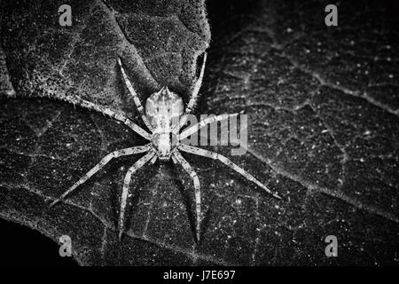 Philodromidae Spinne Horror Stil extreme Makro-Foto Stockfoto