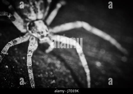 Philodromidae Spinne Horror Stil extreme Makro-Foto Stockfoto