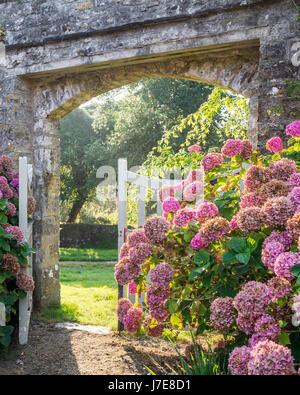 Rosa Hortensien am zinnenbewehrte Tor der ummauerten Hof Stockfoto