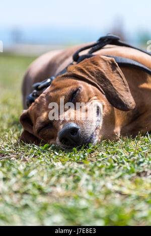 Hund glücklich auf der Wiese, mit einem Lächeln auf seinem Gesicht liegen, schlafen und entspannen in der Sonne an einem sonnigen Tag Stockfoto