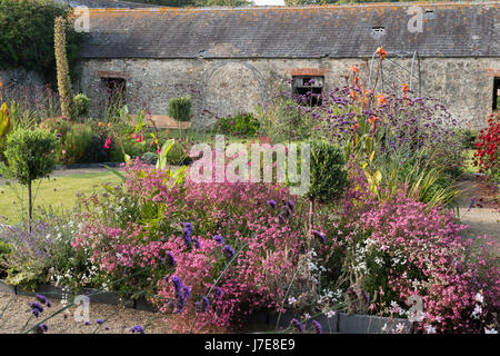 Feurige Canna 'Wyoming' und lila Verbena Bonariensis Turm über einem rosa Schaum der diascia Stockfoto