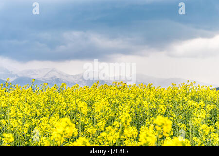 Leuchtend gelben Raps Feld in das Land mit einem bewölkten Berg im Hintergrund Stockfoto