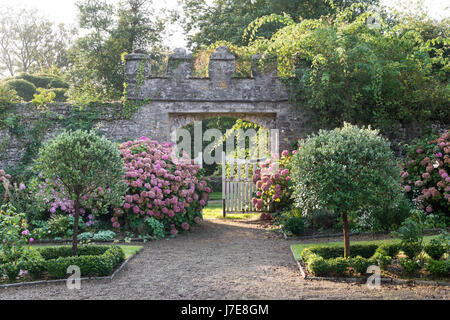 Rosa Hortensien am zinnenbewehrte Tor der ummauerten Hof Stockfoto