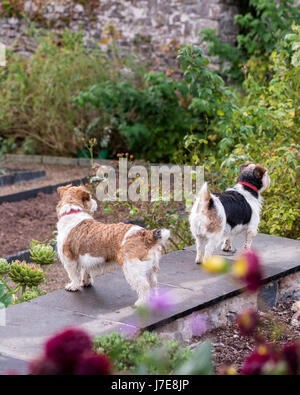 Paar von rau beschichteten Jack Russel Stockfoto