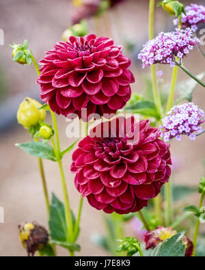 Detail der Dahlia "Arabian Night" Stockfoto