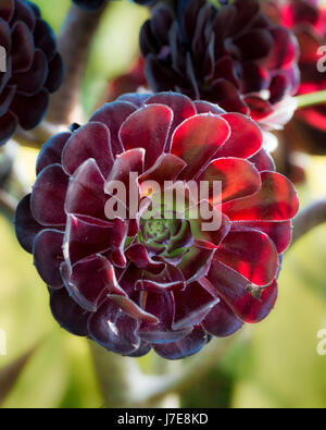 Detail von einer schwarzen rose Sukkulenten Stockfoto