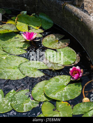 Rosa Seerosen Stockfoto