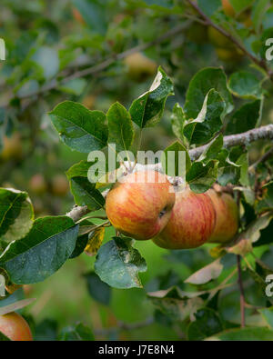 Äpfel wachsen auf einem Baum Stockfoto
