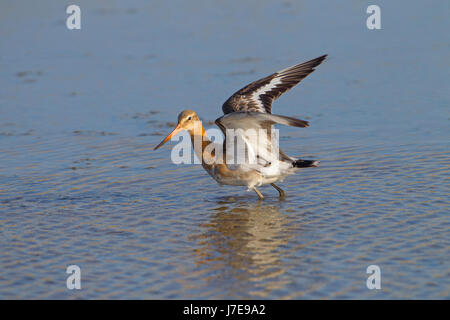 Schwarz-angebundene Uferschnepfe Limosa Limosa auf Schlamm Wohnungen Titchwell Norfolk Stockfoto