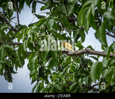 Kleine gelbe Vogel männlichen Orange-fronted gelbe Finch (Sicalis Columbiana) in einem Baum - Cali, Kolumbien Stockfoto