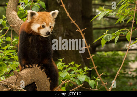 Ein Roter Panda Klettern in einem Baum im Central Park Zoo in New York Stockfoto