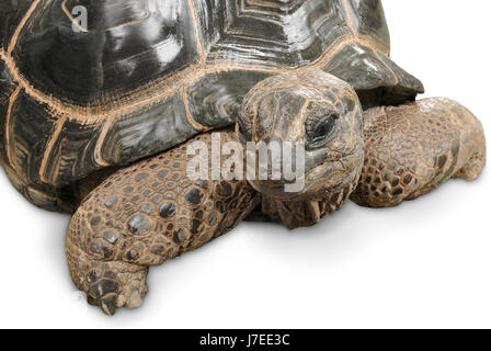 tierische Porträt einer Riesenschildkröte Stockfoto