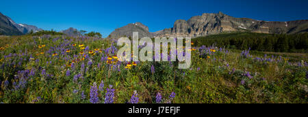 Alpine Gletscher Nationalpark Montana USA wilde Blumen Blume Bergblick Stockfoto