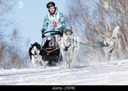 Hundeschlitten jungen Kamtschatka Musher Elizabeth Grishina läuft. Kamtschatka Kinder Wettbewerbe Sled Dog Race Dyulin (Beringia). Stockfoto