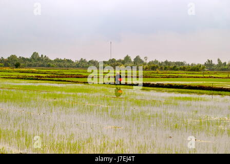 Vietnamesische Landwirt, arbeitet hart, Can Tho Provinz, Vietnam Stockfoto