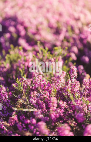 Heather Feld Hintergrund, wachsenden Calluna Vulgaris im Frühlingsgarten Stockfoto