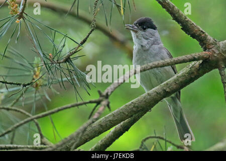 Männliche Mönchsgrasmücke singen aus einem Zweig in den Bäumen Stockfoto