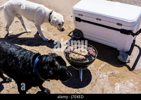 Lake Mohave Arizona Labrador Retriever spielen und jagen, Bällen und Stöcken Stockfoto