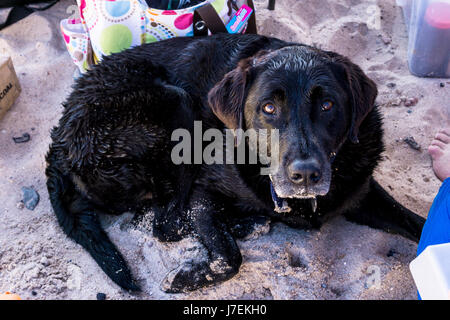 Lake Mohave Arizona Labrador Retriever spielen und jagen, Bällen und Stöcken Stockfoto