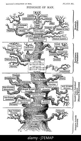 Deutschen Biologen ERNST HAECKEL (1834-1919) und Künstler. Der Baum des Lebens aus seinem 1879 Buch die Evolution des Menschen Stockfoto