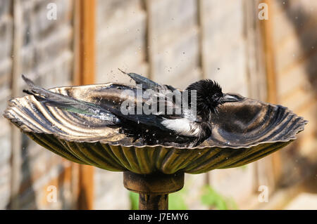 Die gemeinsame Magpie dauert Badewanne in einem Garten vogelbad an einem heißen sonnigen Tag Stockfoto