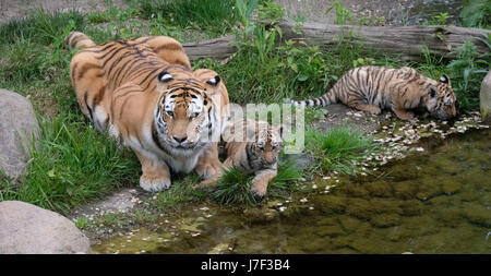 Leipzig, Deutschland. 25. Mai 2017. Der Tiger Zwillinge Akina (L) und Lenya sitzen neben ihrer Mutter Bella im Zoo Leipzig, Deutschland, 25. Mai 2017. Das Zoo-Team führen durch Direktor Junhold die weibliche Amurtiger, geboren am 24. Februar 2017 am Himmelfahrtstag getauft. Foto: Sebastian Willnow/Dpa-Zentralbild/Dpa/Alamy Live News Stockfoto