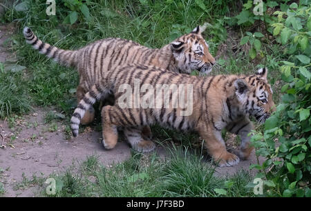 Leipzig, Deutschland. 25. Mai 2017. Der Tiger Zwillinge Lenya (L) und Akina schlendern Sie durch ihrem Gehege im Zoo Leipzig, Deutschland, 25. Mai 2017. Das Zoo-Team führen durch Direktor Junhold die weibliche Amurtiger, geboren am 24. Februar 2017 am Himmelfahrtstag getauft. Foto: Sebastian Willnow/Dpa-Zentralbild/Dpa/Alamy Live News Stockfoto