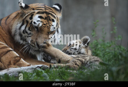 Leipzig, Deutschland. 25. Mai 2017. Tiger Mädchen Lenya spielt mit ihrer Mutter Bella an der Leipziger Zoo, Deutschland, 25. Mai 2017. Das Zoo-Team führen durch Direktor Junhold die weibliche Amurtiger, geboren am 24. Februar 2017 am Himmelfahrtstag getauft. Foto: Sebastian Willnow/Dpa-Zentralbild/Dpa/Alamy Live News Stockfoto