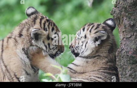 Leipzig, Deutschland. 25. Mai 2017. Dpatop - Zwillinge der Tiger Akina (L) und Lenya spielen im Zoo Leipzig, Deutschland, 25. Mai 2017. Das Zoo-Team führen durch Direktor Junhold die weibliche Amurtiger, geboren am 24. Februar 2017 am Himmelfahrtstag getauft. Foto: Sebastian Willnow/Dpa-Zentralbild/Dpa/Alamy Live News Stockfoto