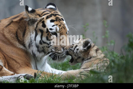 Leipzig, Deutschland. 25. Mai 2017. Tiger Mädchen Lenya sitzt neben ihrer Mutter Bella im Zoo Leipzig, Deutschland, 25. Mai 2017. Das Zoo-Team führen durch Direktor Junhold die weibliche Amurtiger, geboren am 24. Februar 2017 am Himmelfahrtstag getauft. Foto: Sebastian Willnow/Dpa-Zentralbild/Dpa/Alamy Live News Stockfoto