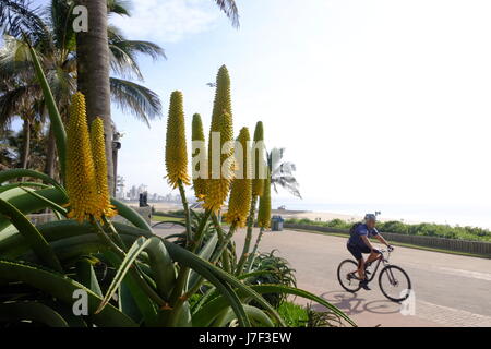 Durban, Südafrika, 25. Mai 2017. Südafrika Wetter. Die Menschen genießen die schöne Herbst-Bedingungen direkt am Strand in den milden Bedingungen. Kredit Paul Gregg/Alamy Live-Nachrichten Stockfoto