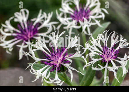 Centaurea montana 'Amethyst im Schnee' blühen, Kornblume Stockfoto