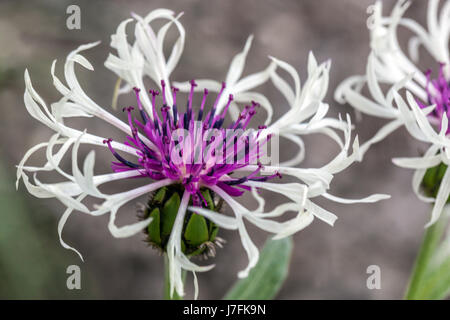 Centaurea montana 'Amethyst im Schnee' blühen, Kornblume Stockfoto