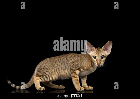 Peterbald Kätzchen auf schwarzem Hintergrund isoliert Stockfoto