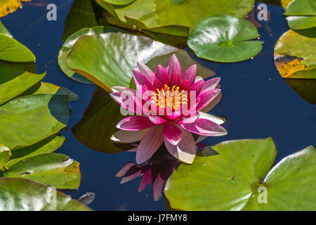 Bunte duftende Seerosen am Beaver Lake im Stanley Park. Stockfoto