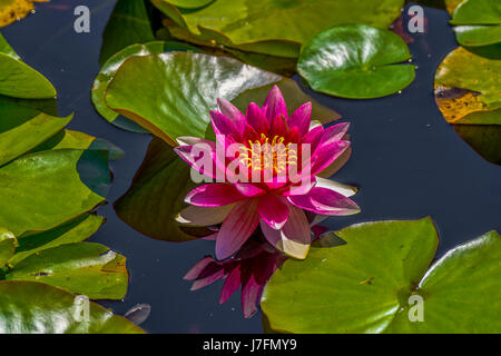 Bunte duftende Seerosen am Beaver Lake im Stanley Park. Stockfoto