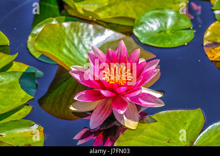 Bunte duftende Seerosen am Beaver Lake im Stanley Park. Stockfoto