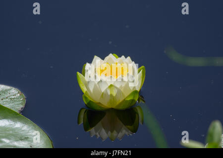 Bunte duftende Seerosen am Beaver Lake im Stanley Park. Stockfoto