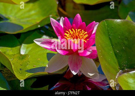 Bunte duftende Seerosen am Beaver Lake im Stanley Park. Stockfoto